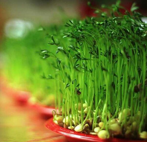 عکس سبزه ماهی عید