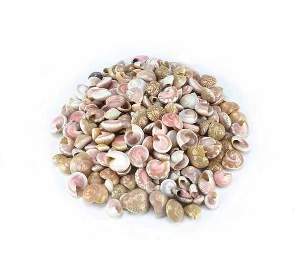 عکس صدف تزیینی