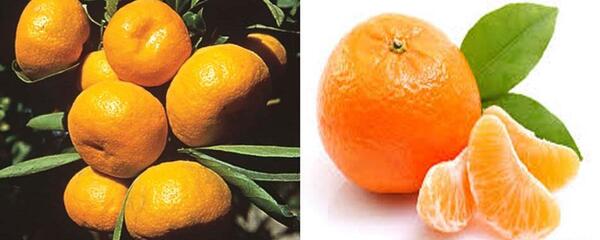 عکس انواع کریشی کپ پرتقال