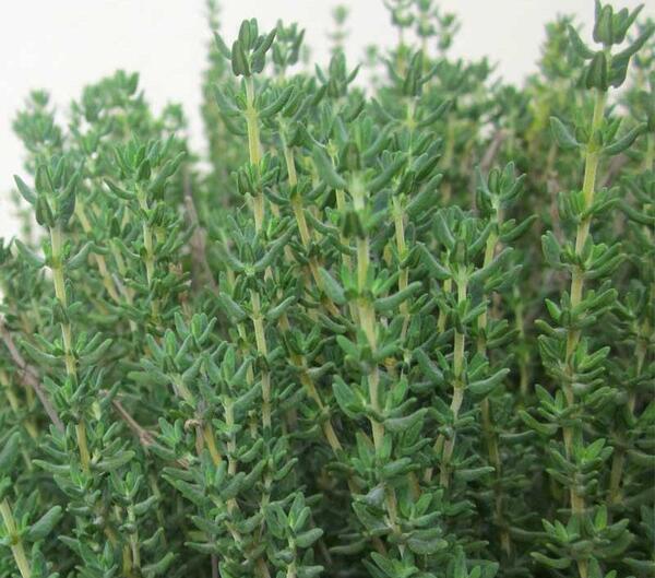 عکس گیاه آویشن باغی