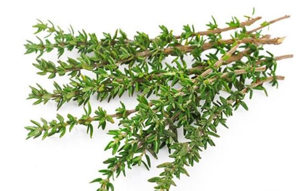 عکس گیاه آویشن باغی