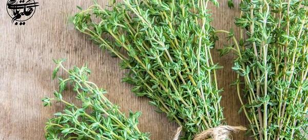 عکس گیاه آویشن باغی