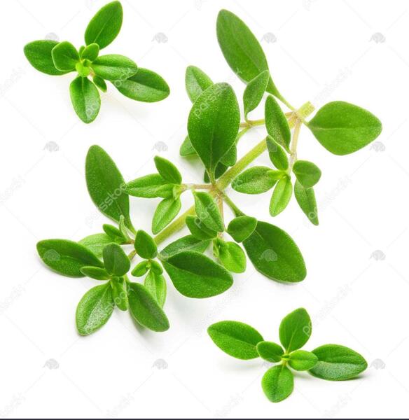 عکس گیاه آویشن باغی