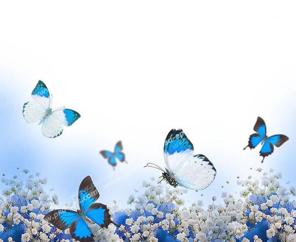 عکس پروانه آبی بسیار زیبا