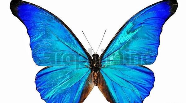 عکس پروانه آبی بسیار زیبا