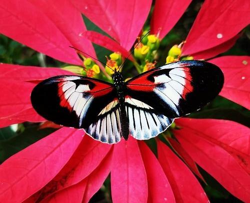 عکس پروانه آبی بسیار زیبا