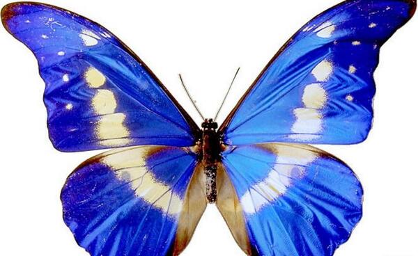 عکس پروانه آبی بسیار زیبا