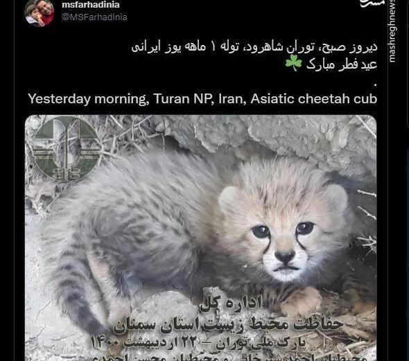 عکس یوز پلنگ بامزه