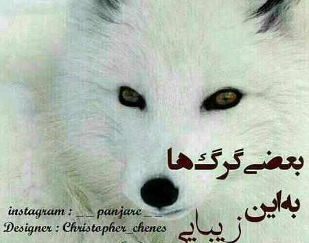 عکس نوشته غمگین گرگ