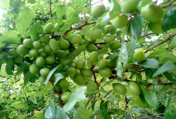 عکس فیک گوجه سبز