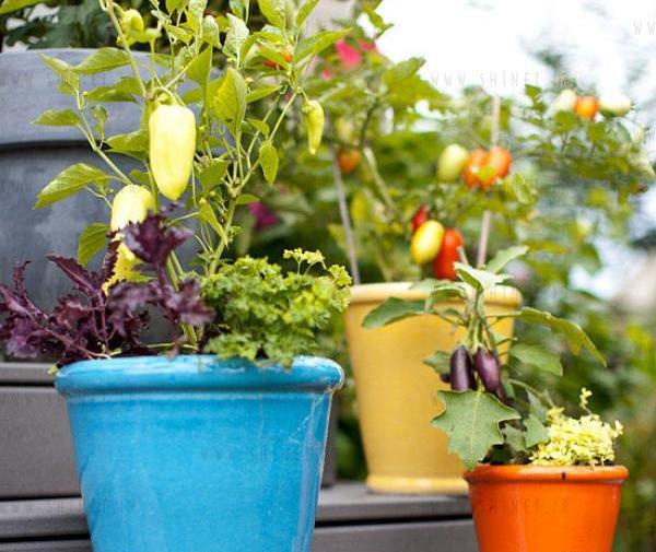 عکس ایده های خلاقانه برای کاشت گل و گیاه