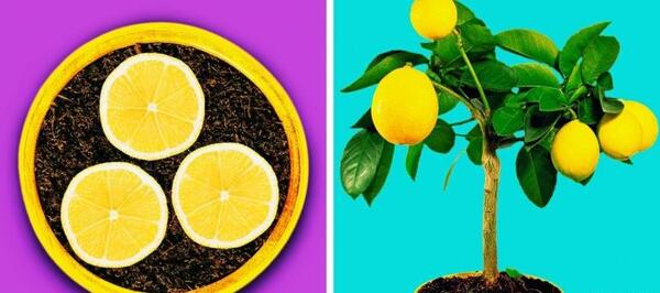 عکس ایده های خلاقانه برای کاشت گل و گیاه