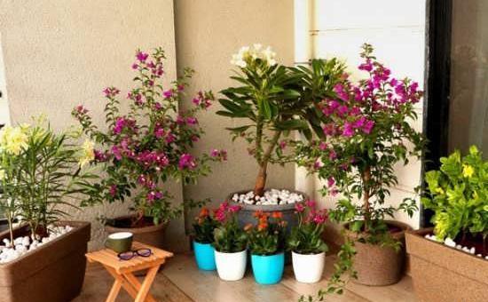 عکس ایده های خلاقانه برای کاشت گل و گیاه