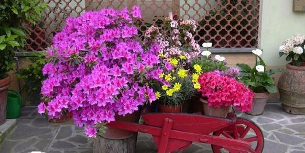 عکس ایده های خلاقانه برای کاشت گل و گیاه