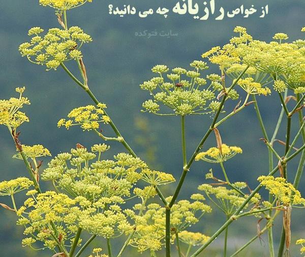 عکس گیاهان رازیانه