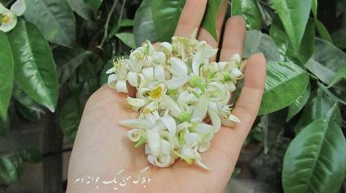 عکس نوشته بهار نارنج