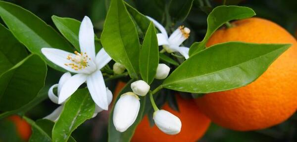 عکس نوشته بهار نارنج