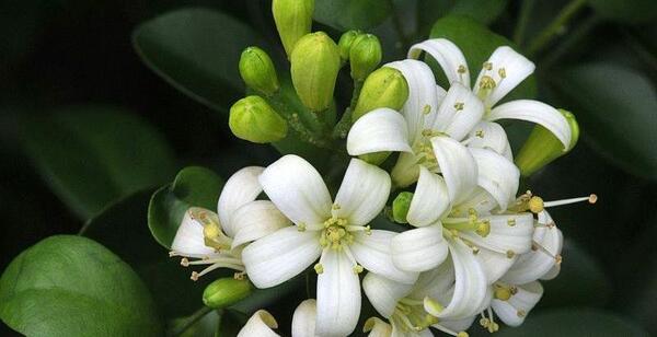 عکس نوشته بهار نارنج