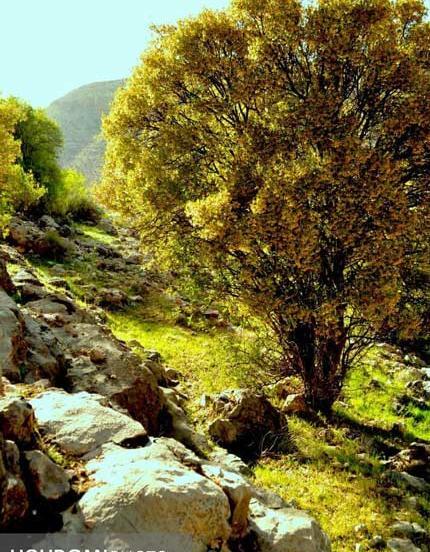 عکس زهرا جعفرزاده
