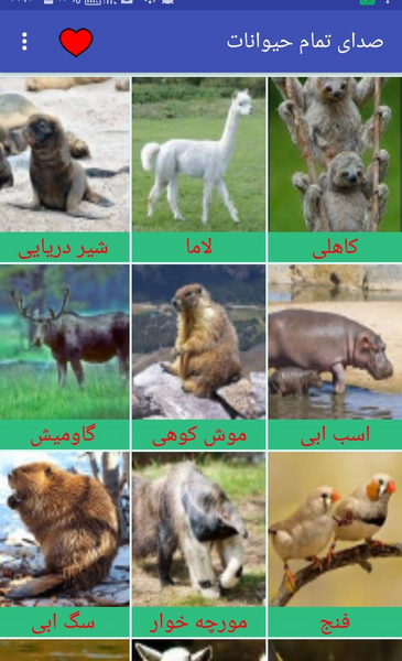 عکس حیوانات همه چیز خوار
