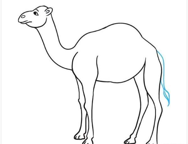 عکس شتر نقاشی شده