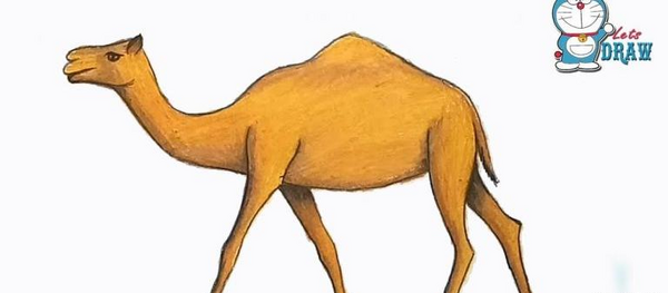 عکس شتر نقاشی شده