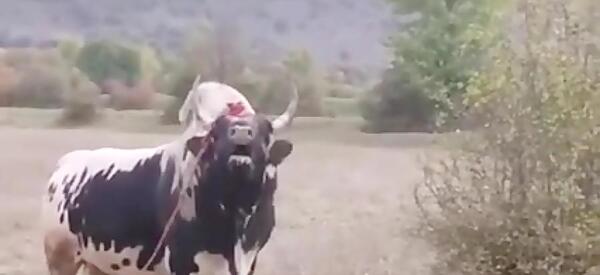 عکس گاو شمالی