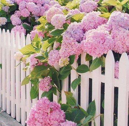 عکس طبیعت و گل برای پروفایل