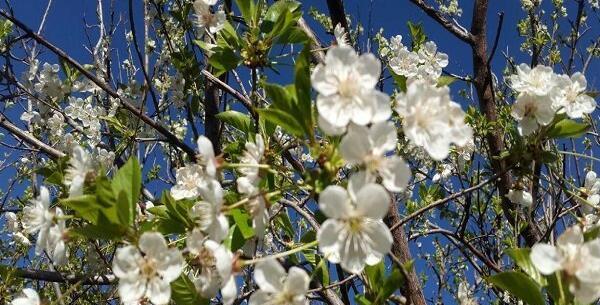 عکس باران فصل بهار