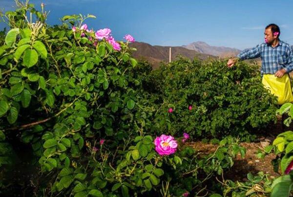 عکس از طبیعت قمصر