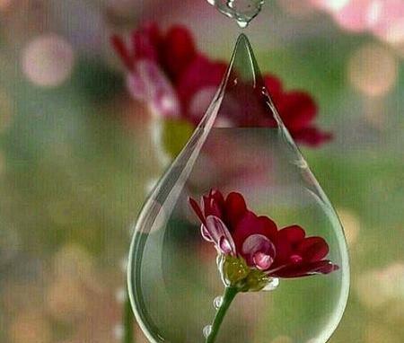 عکس گل های زیبا در جهان