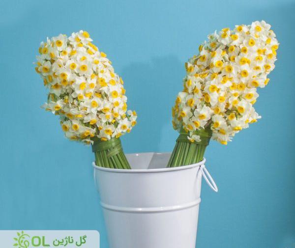 عکس گل نرگس در گلدان شیشه ای