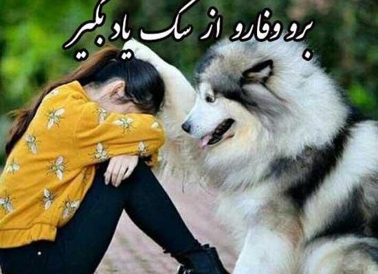 عکس لاتی سگ