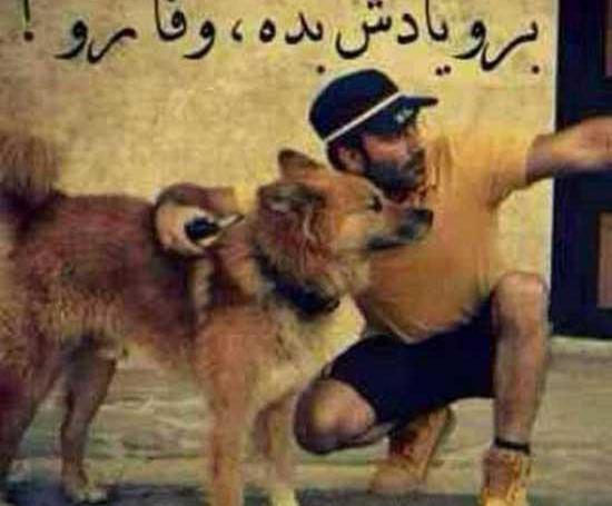 عکس لاتی سگ