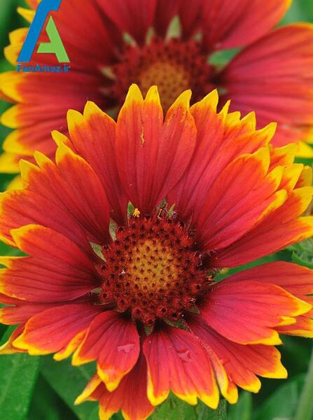 عکس گلهای زیبای تابستانی