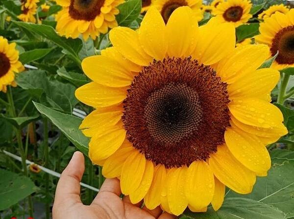 عکس گلهای زیبای تابستانی