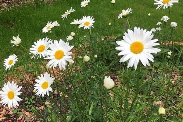 عکس گلهای زیبای تابستانی