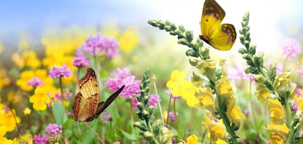 عکس گلهای زیبای تابستانی