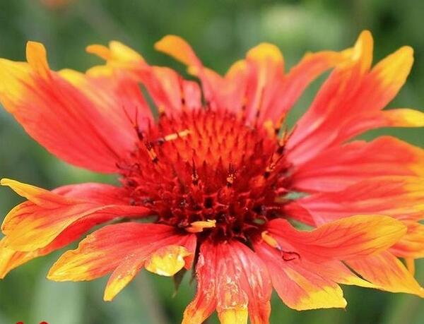 عکس گلهای زیبای تابستانی