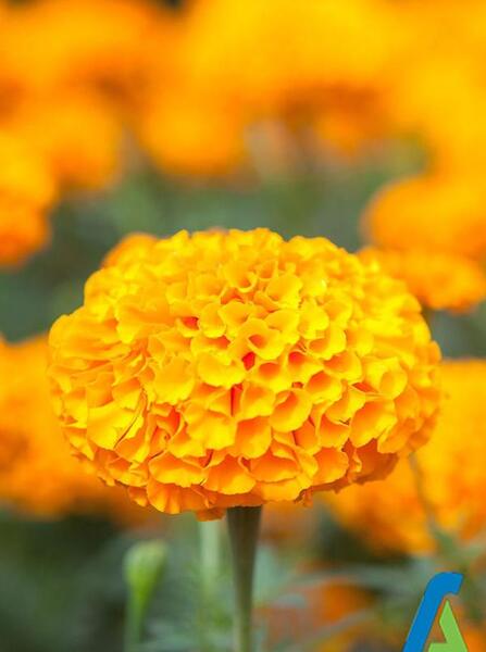 عکس گلهای زیبای تابستانی