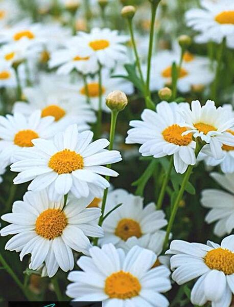 عکس گلهای زیبای تابستانی