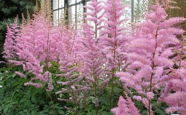 عکس گلهای زیبای تابستانی