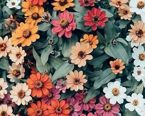 عکس گلهای زیبای تابستانی