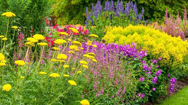 عکس گلهای زیبای تابستانی