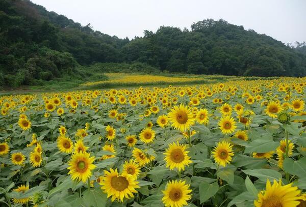 عکس گلهای زیبای تابستانی