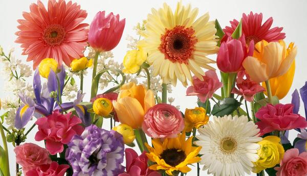 عکس گلهای زیبای تابستانی