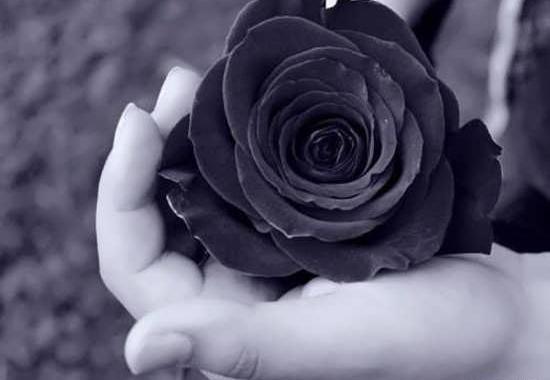 عکس گل های غمگین برای پروفایل