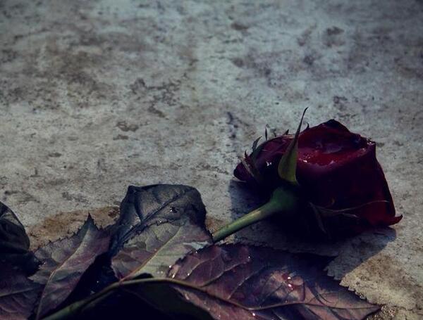 عکس گل های غمگین برای پروفایل