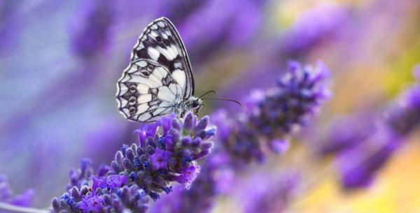 عکس پروانه برای پروفایل واتساپ