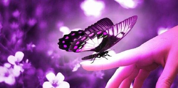 عکس پروانه برای پروفایل واتساپ